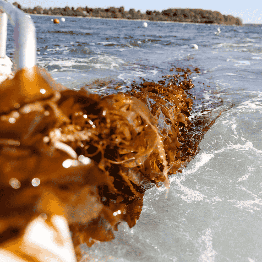 Unlock the Secrets of Seaweed for Your Skin