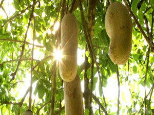 Face Wash with Kigelia Fruit