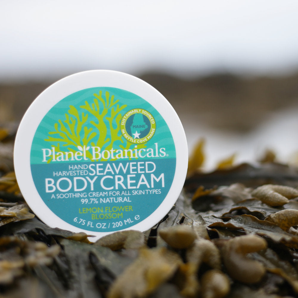 TESTER - Seaweed Dream Cream 8 oz